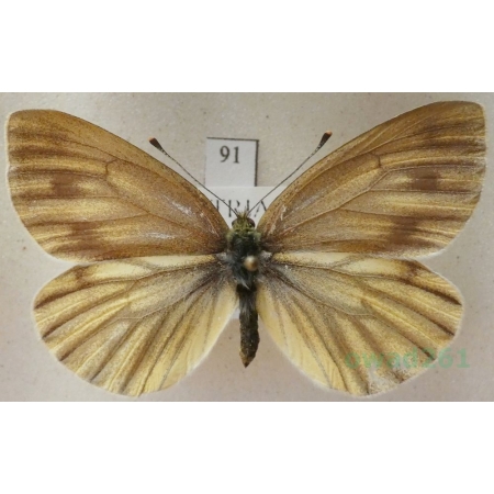 Pieris bryoniae (Hübner, 1806) female Bielinek bryonie Austria91